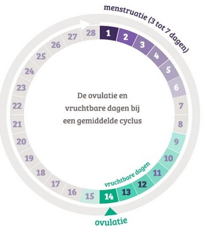 Menstruatiecyclus Vrouwen